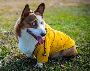 Ellie Dog Wear Yellow Zip Up Dog Raincoat.jpg