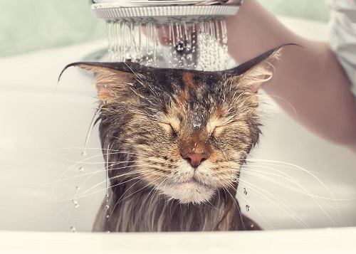 cat grooming.jpg