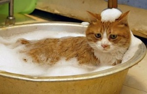 bathe a cat.jpg