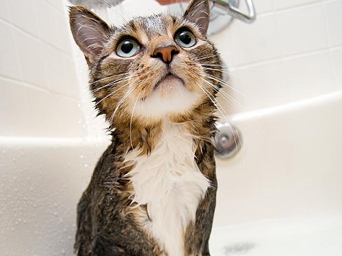 How-to-Bathe-a-Cat.jpg