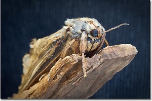 wood moths